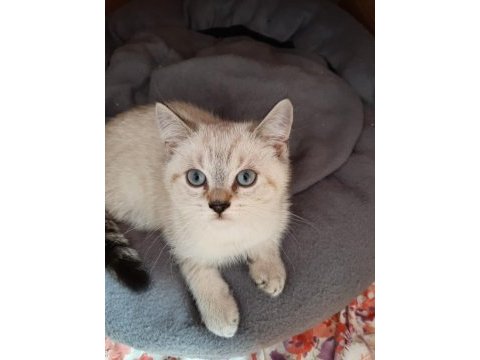 7 mart doğumlu british shorthair