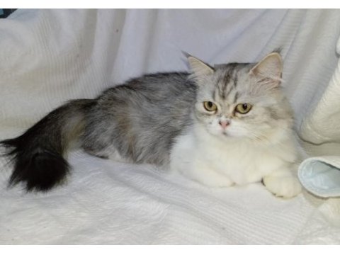 British longhair (hamile bir dişi)