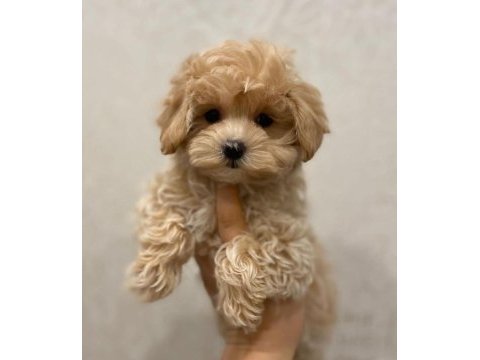 Sevimli maltipoo yavruları