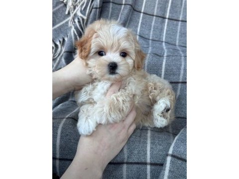 Maltipoo cinsi yavrular dişi ve erkek mevcuttur