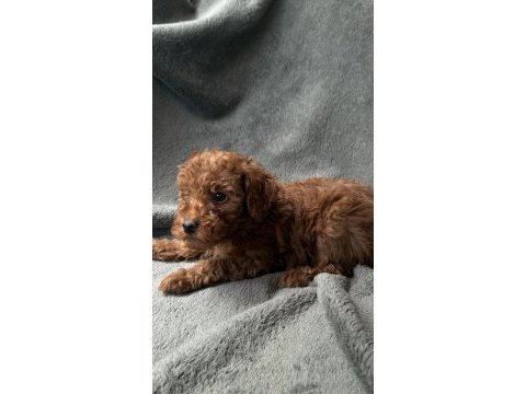 Toy poodle red brown bebekler