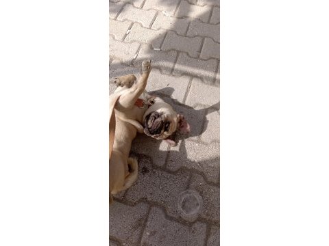 Pug köpeğimiz ısparta 9 aylık