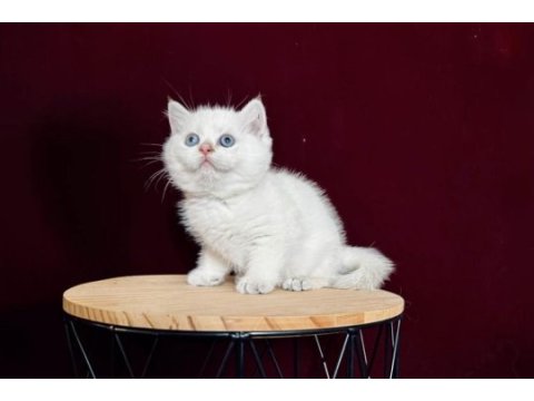 Dişi ve erkek british shorthair bebeklerim