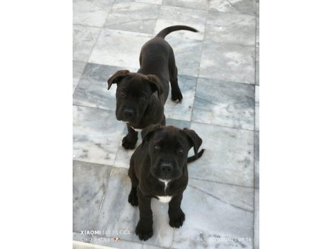 Cane corso köpeği