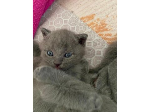 British shorthair çok tatlı yavrular