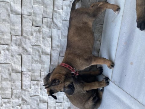 Orjinal malinois yavrular