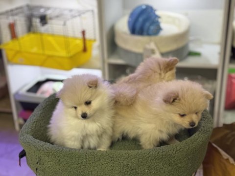 Pomeranian boo emmeyi bıraktılar 2 adet yavrum var
