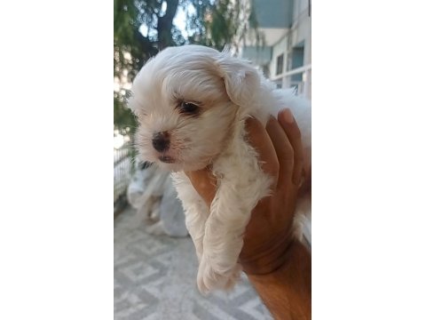 Maltese yavrular minyatür boy