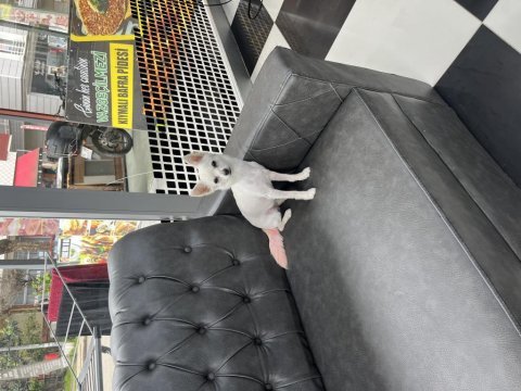 Çok acil köpeğimiz kaçırma fırsaat