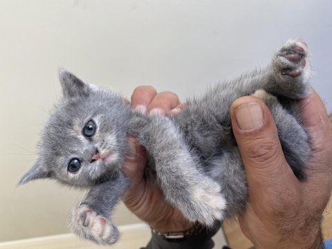 Orijinal scottish fold yavruları
