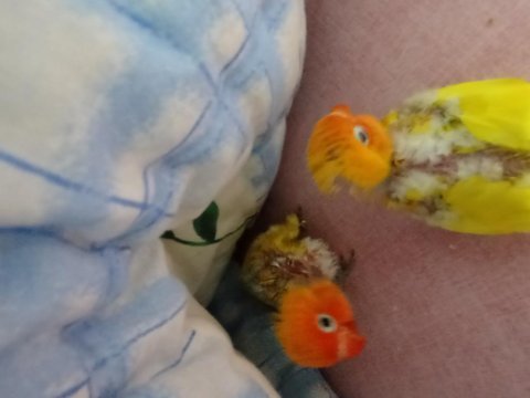 Bebek cennet papağanı