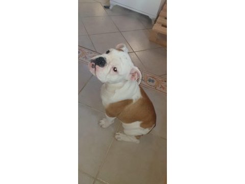 Safkan ingiliz bulldog