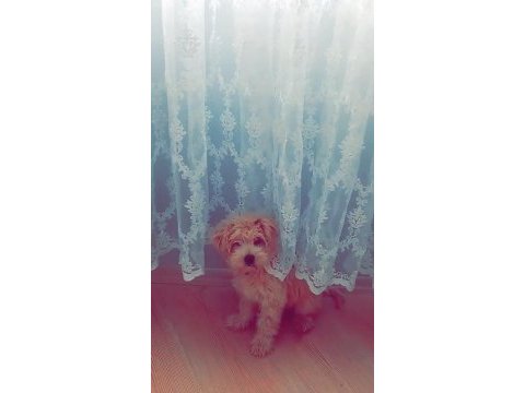 4 aylık maltipoo sahiplendirilecektir