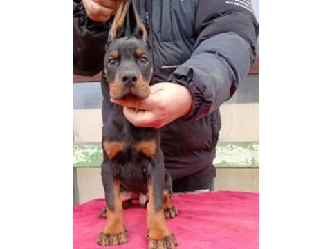 King boy doberman yavrular