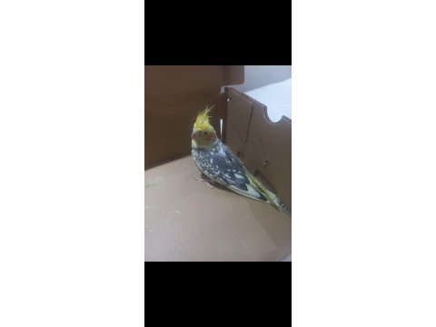 9 aylik erkek sultan papağanı