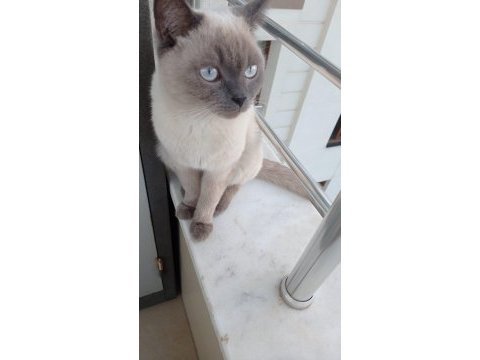 2 yaşında british shorthair blue point kısır
