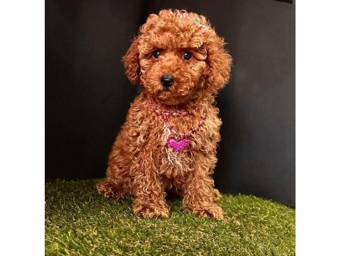 Sevimli toy poodle yavrularımız