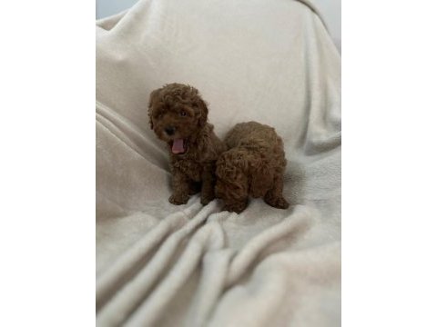 Aşılı wc eğitimli toy poodle yavrular