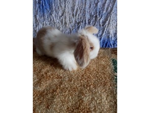 Teddy lop tavşanı yavrular mavi göz