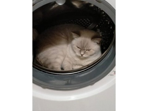 British shorthair damat arıyoruz