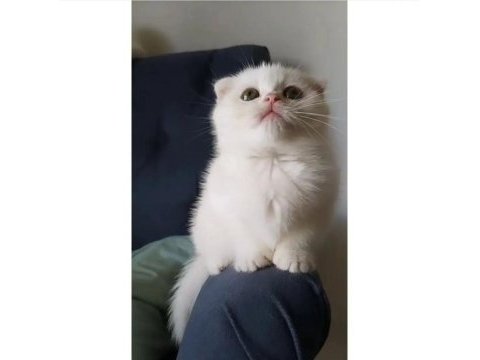 Scottish fold white