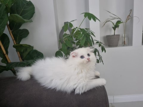 Yavru scottish fold