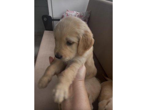 Golden retriever yavrular yeni yuvalarına gitmeye hazırlar