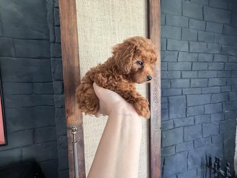 Ev ortamında büyüyen safkan teacup poodle yavrular