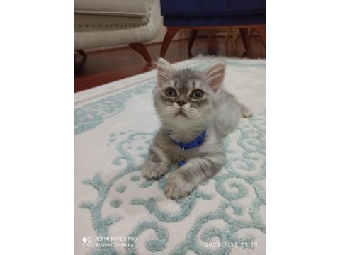 British longhair