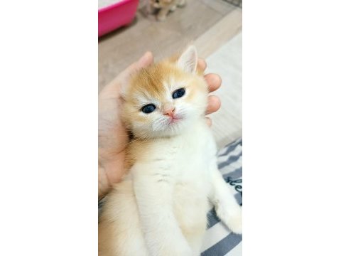 Black golden british shorthair yavrular