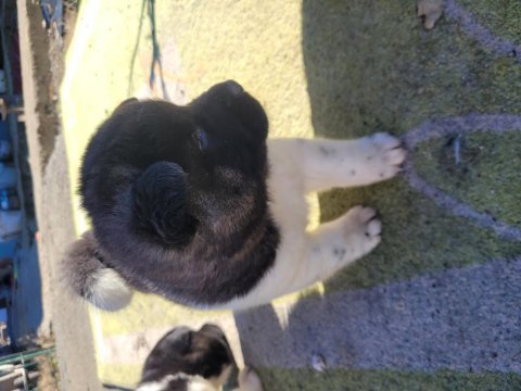 Amerikan akita bebekler