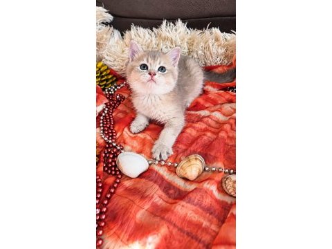 2.5 aylık british shorthair