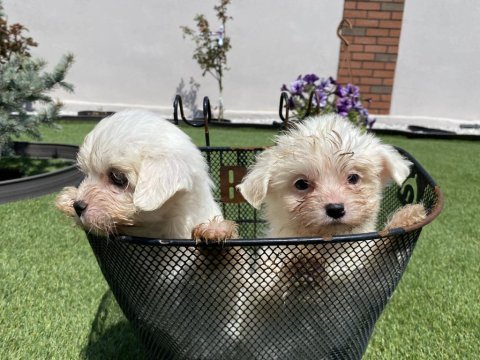 Pomerian ve maltese yavrular