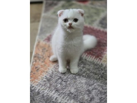 Top kafa scottish fold bebeğim teslime hazır