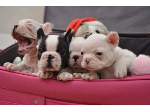 French bulldog yavruları