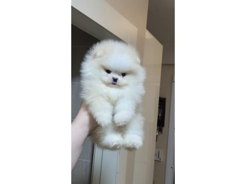 Üst kalite miniboy pomeranian boo erkek