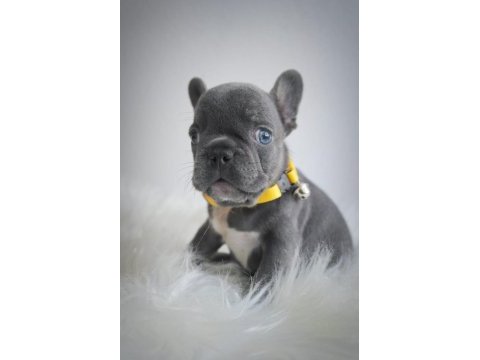 Blue egzotik french bulldog