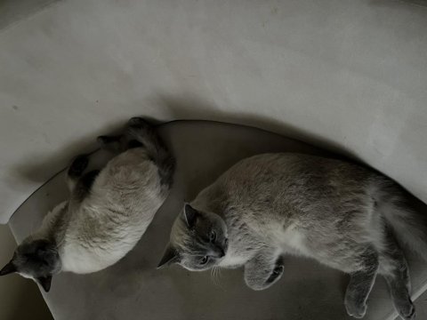Blue point british shorthair