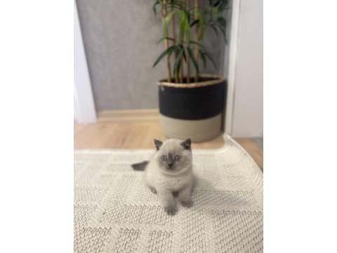 Brıtısh shorthair blue point yavrularım 