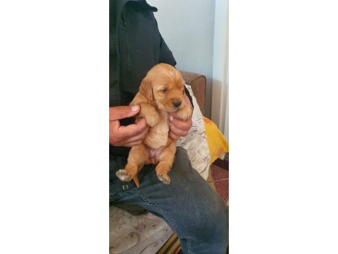 Golden retriever yavrusu köpekler