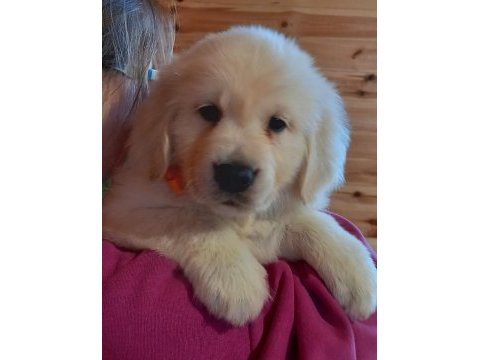 Golden retriever kapıda ödeme hizmetimiz vardır