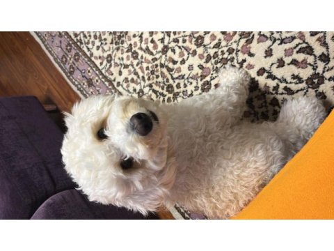 Maltipoo 1.5 yaşında erkek