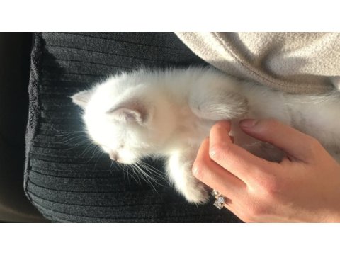 Scottish fold ve scottish straight erkek ile dişi