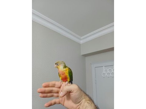 Yüksek kırmızı konur bebek
