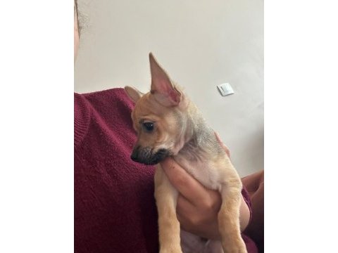 0 numara minyatür pinscher