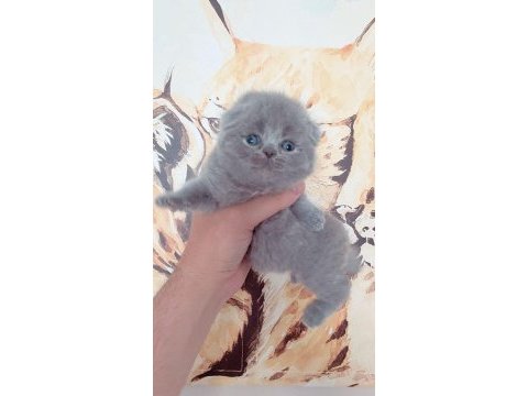Teddy face scottish fold yavrular yeni ailesini bekliyor