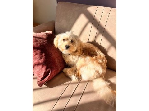 Ücretsiz takip şartlı maltipoo sahiplendirme