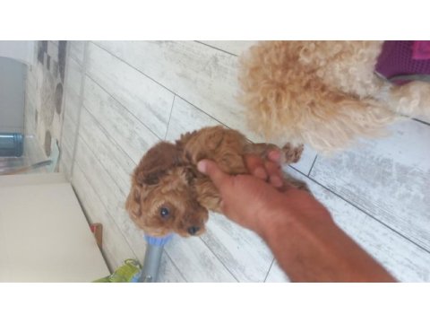 Sağlıklı neşeli poodle yavrular