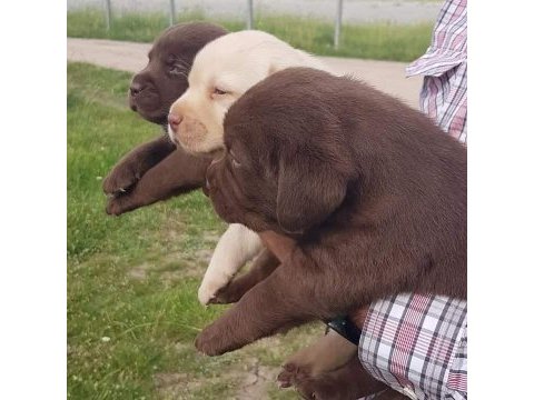 Mükemmel kalitede labrador yavrular