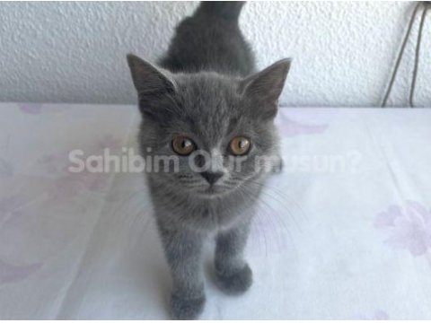 Çok tatlı oyuncu bir british shorthair